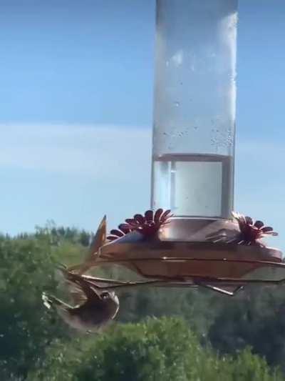 Think he went straight for the liver?