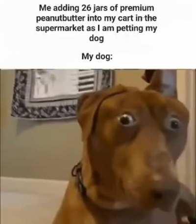 Guess who's the good boy?