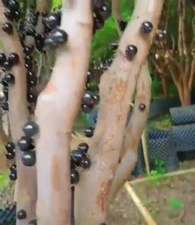 This is the Brazilian grapetree, jaboticaba , the fruit is a berry.