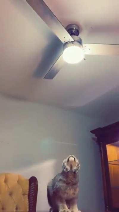 BIGBOYE trying to catto