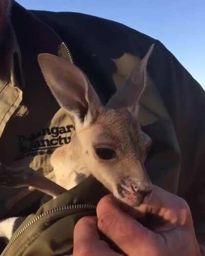 A little Aussie bleach.