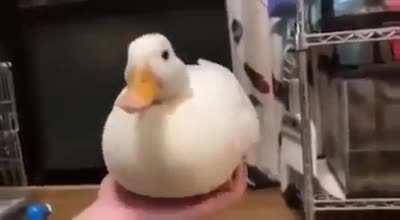 Duckroll