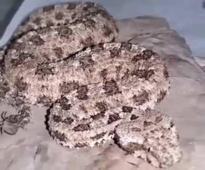 That is not a spider on the snake's tail