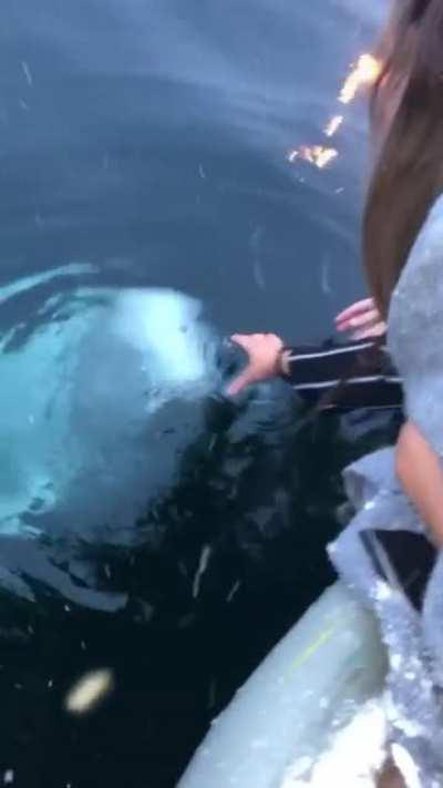 Beluga Whale returns phone that dropped into the ocean