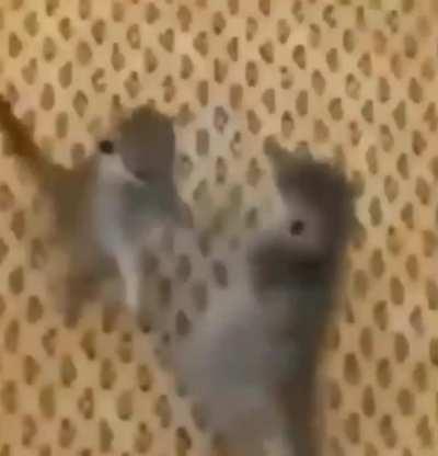 video adaptation of whatever the fuck is going on in this sub's posts