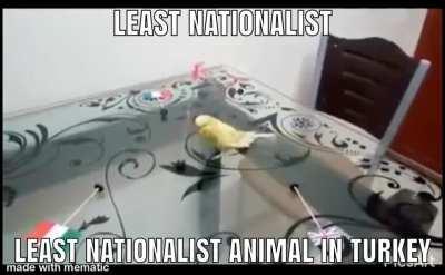 🇹🇷🇹🇷🇹🇷🇹🇷🐺🐺🐺🐺