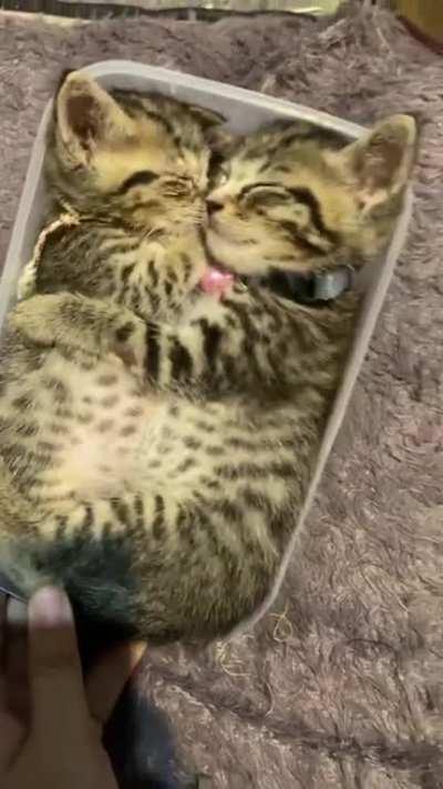 Kittens napping in food container