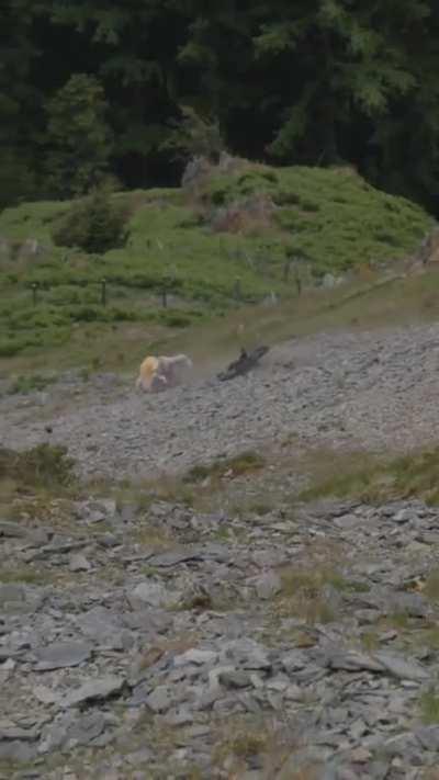 Mountain biking fail