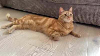 Leo enjoys chirping when he’s sleepy