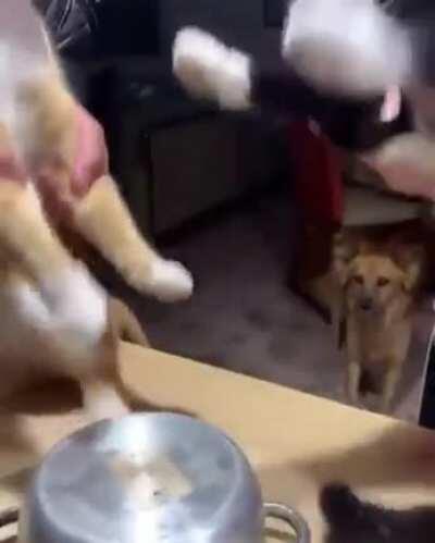 Get your pass now for the TWO CAT GROUP!