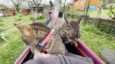 Is the the peak of existence for a cat owner?