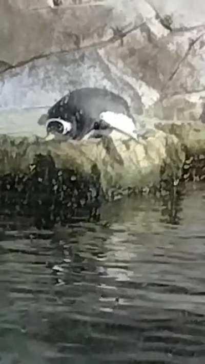 Gentoo penguin at Loveland Living Planet Aquarium, swimming in his sleep