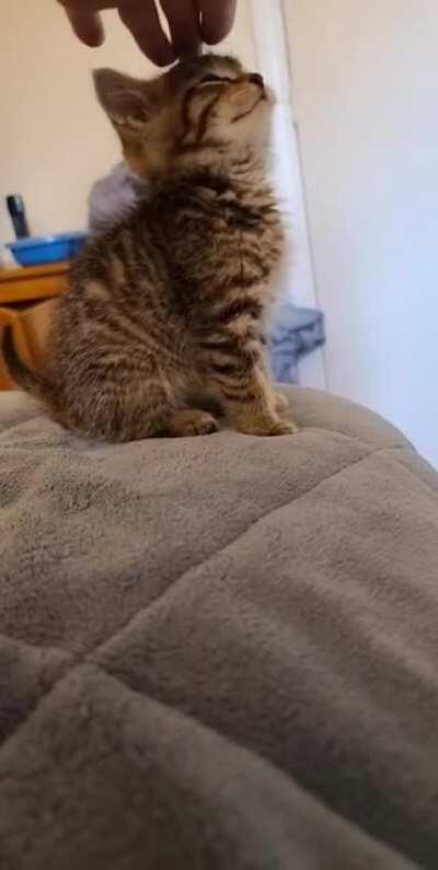 IllegallySmolBoops for an IllegallySmolCat