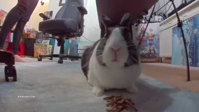 sweetanitafap_ - Video #2941