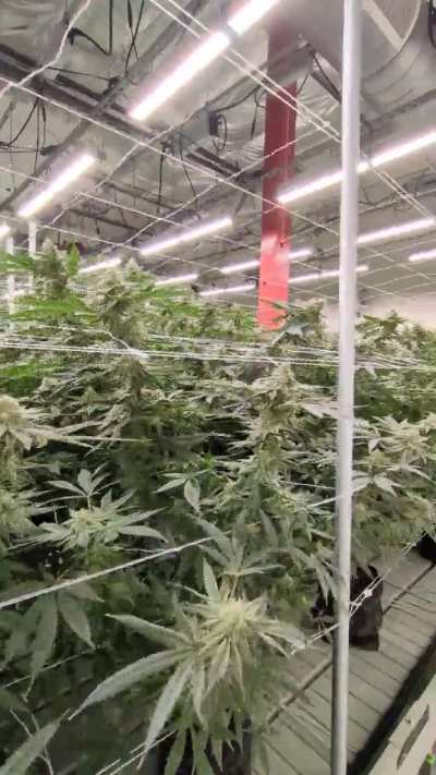 Week 6, Blunt Kush looking pretty.