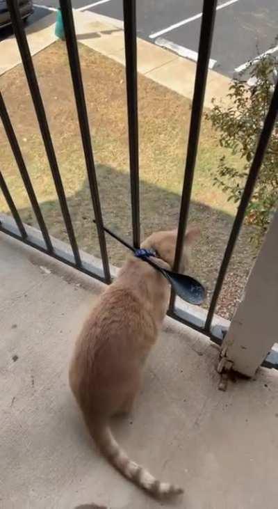 cheesy worries me on the patio because he goes past the rails so this was my makeshift plan to not have him go out. kinda works 😂