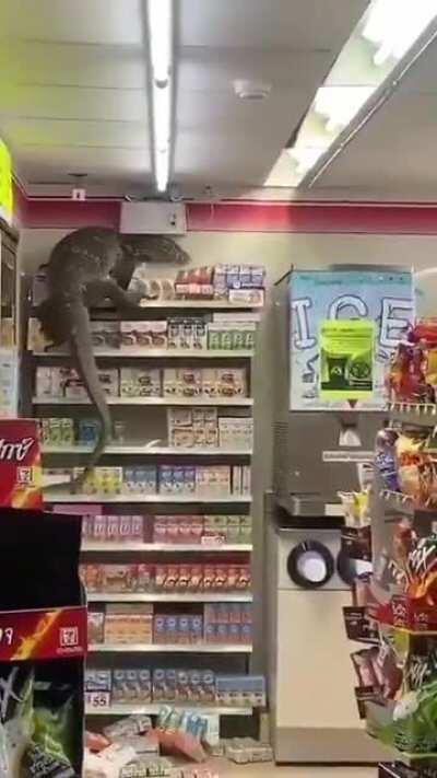 Who tf let the dinosaur into the store??