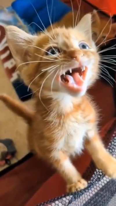 The will is strong, but the vocal cords are weak