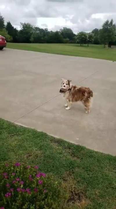 If she doesn't bark, there's no mail.