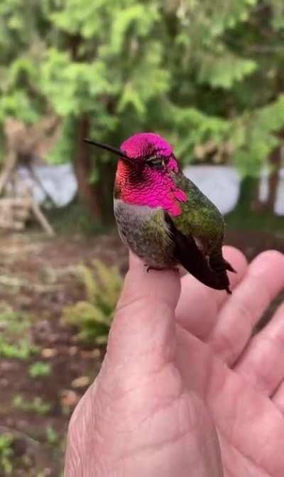 The iridescence of a male Anna’s Hummingbird (Calypte Anna)