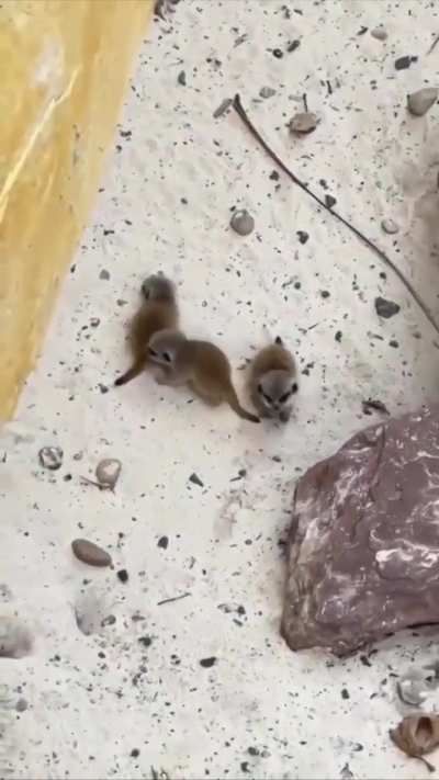 Cute Baby Meerkats