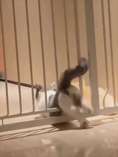 Cat Vs Gate