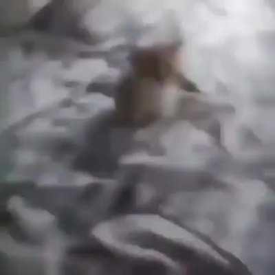 only day U can upvote this🥰🥰🥰🥰