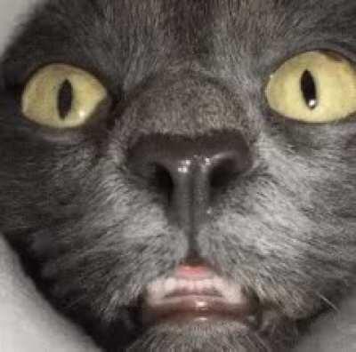 Cat sniffing the inside of a pringles can