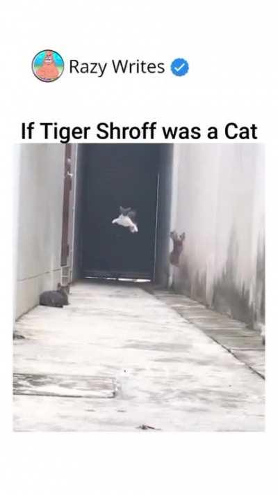 Is Tiger ki Koi Disha Nahi