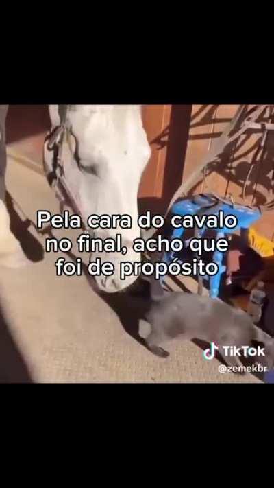 cavalo 