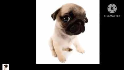 Vai tomar no cu piranha em 4K