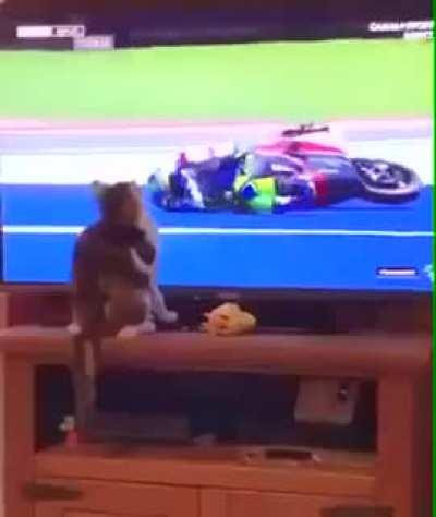 The Cat of Fate. Decides who wins. Decides who loses.