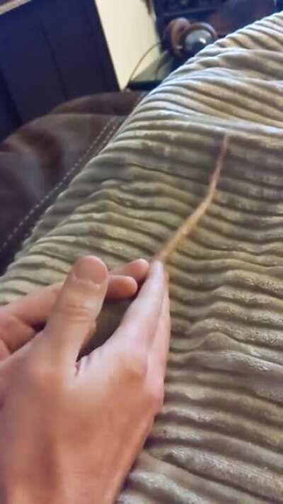 Someone's tail twistingly happy 😆❤️🐀