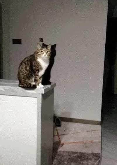 gatinho e a sua sombra