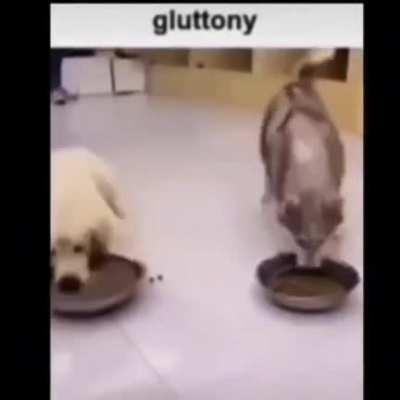 Quite the gluttonous dog