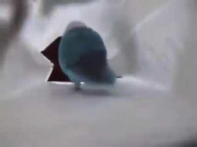 Loro bailando *baila*