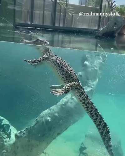 I think he’s done swimming