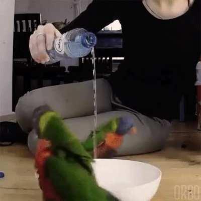 taken from r/birdsarentreal