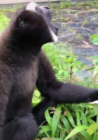 Забавный Хулок