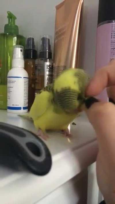 Boopingbirb