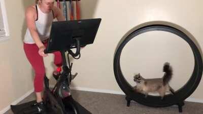 Pippa is the best workout buddy until she loses her chicken-herring paté 😻🤮