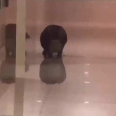 Verey big cat in spongebob music