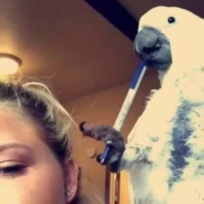 Thanks I hate annoying bird (it’s cute tho)