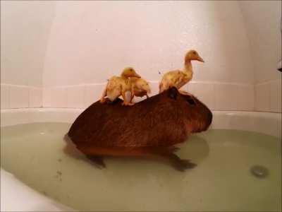 Like a duck in water