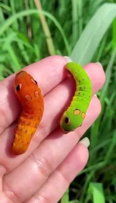 Forbidden gummy worms!!