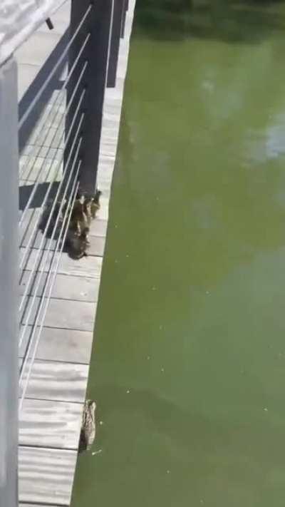 Seeing How Ducklings Take Their First Ever Jump