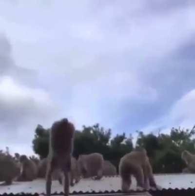 POV you are Monke spawn machine