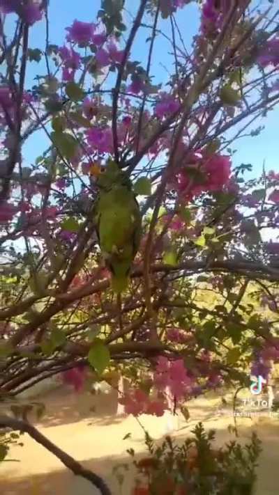 I consider this perfectly cut, even if it's a little long