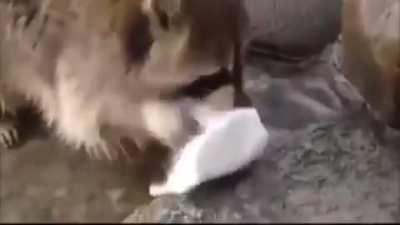 This raccoon who tried to wash cotton candy in water