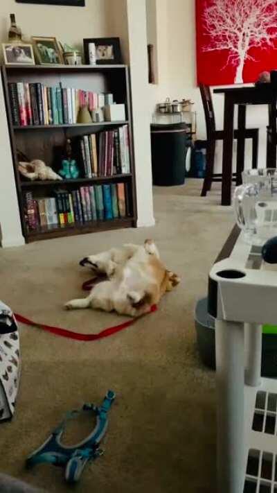 What could Bear be dreaming about?